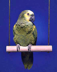Wood Parrot Swing by Penn Plax
