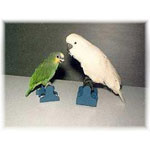 Bird Skates by Parrots and Props