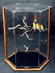 Courtney's Hex Acrylic Bird Cage Mfg. Acrylic Bird Cages