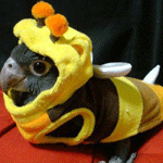 Bee Costume for Birds