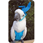 Bunny Ears Costume for Parrots