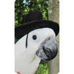 Top Hat for Parrots