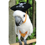 Pirate Hat for Parrots