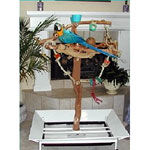 Classic Ribbonwood Parrot Gym FL-1004-A- White by Exotic Wood Dreams