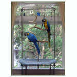 Wingdow Gym Bird Stand at World Parrot Trust EStore