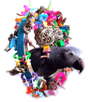 Teeteer-Totter Bird Swing by 8-Beaks