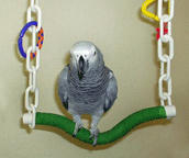 Parrot Swing Bird Toy by Birds Only Toys