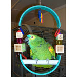 Macaw Parrot Swing by CScully2006