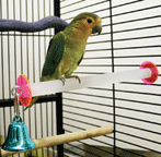 Acroperch Acrylic Parrot Perch with Bell by Feathered Phonics