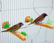 Twiggy Small Plastic Bird Perches by Savic
