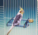 Acrylic Cement Cage Perch for Birds by Penn Plax BA851 BA852 BA853