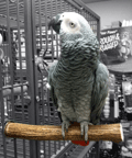 Natures Antler Perch for Parrots by Newt's Chews