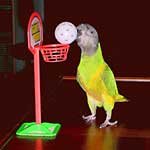 Bird Basket Ball Set