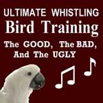 The Good, The Bad, The Ugly Bird Whistling