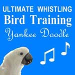 Yankee Doodle Dandy - Bird Whistling