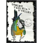 Parrot Taming Training and Tricks - Clicker Training - Volume 3 by Chet Womack