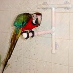 Macaw Shower Perch
