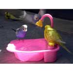 Small Plastic Bird Bath Tub with Water Sprinkler - Parakeet Size