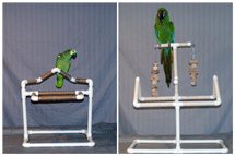 Table Top Parrot Stands & Gyms by Parrot Treasures