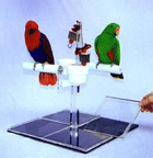 PEDICURE PEDESTAL Table Top Parrot Stand at Eclectus Parrot.com