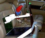Bird Car Seat and Table Perch by Parrot Paradise