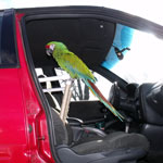 PVC Car Perch by Parrot Treasures